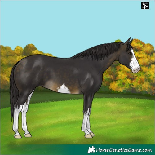 Horse Color:White Spotted Buckskin 