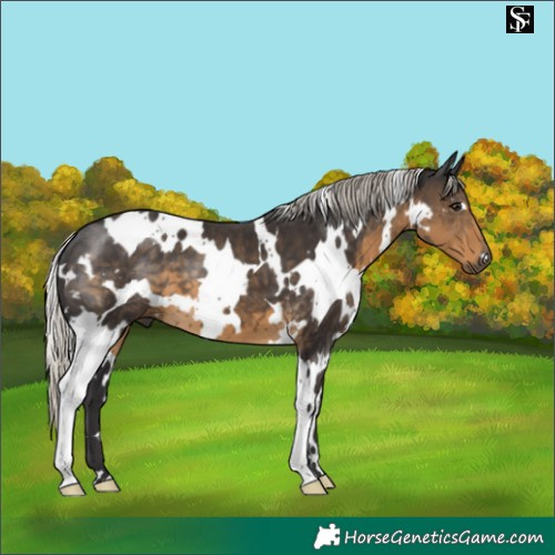 Horse Color:White Spotted Silver Smoky Black 