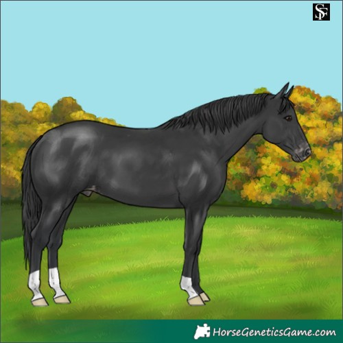 Horse Color:Black Appaloosa 