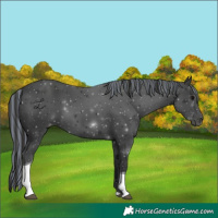 Horse Color:Painted Black Tobiano Rabicano 