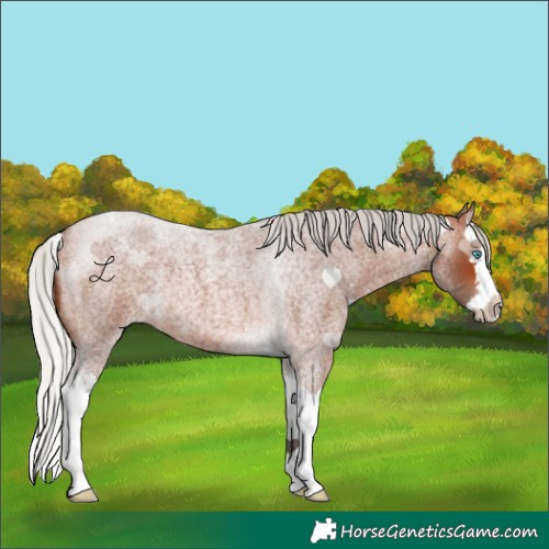 Horse Color:Silver Brown Roan Splash Tobiano Rabicano 