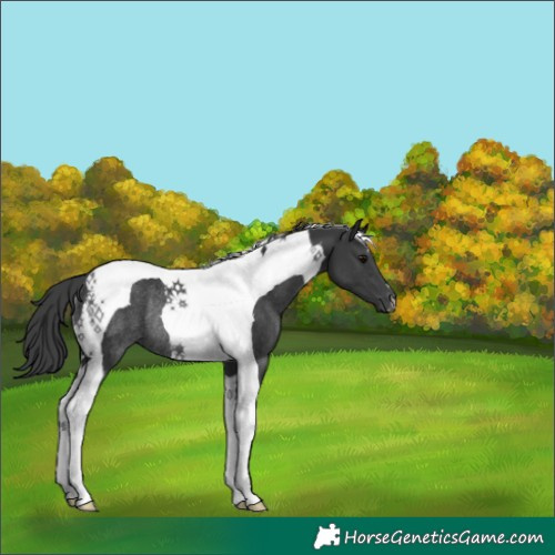 Horse Color:Black Tobiano Rabicano