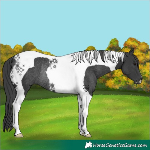 Horse Color:Black Tobiano Rabicano 