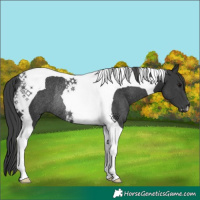 Horse Color:Black Tobiano Rabicano 