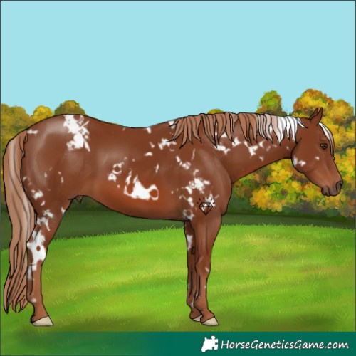 Horse Color:White Spotted Chestnut 