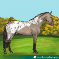 Horse Color:Brown Dun Skewed Appaloosa 