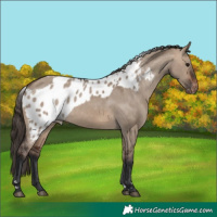 Horse Color:Brown Dun Skewed Appaloosa 