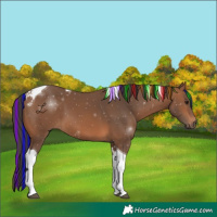 Horse Color:Painted Bay Tobiano