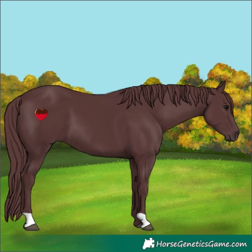 Horse Color:Chocolate Black 