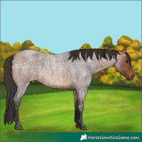 Horse Color:Bay Roan 