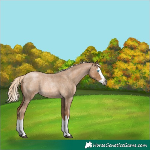 Horse Color:Gray Palomino Roan Pearl Splash 