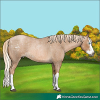 Horse Color:Gray Palomino Roan Pearl Splash 