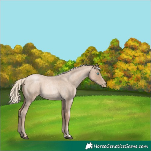 Horse Color:Chocolate Palomino Roan Pearl 