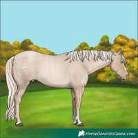 Horse Color:Chocolate Palomino Roan Pearl 