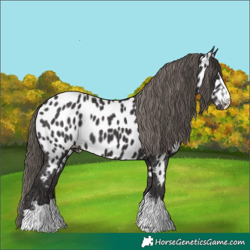 Horse Color:Smoky Black Appaloosa 