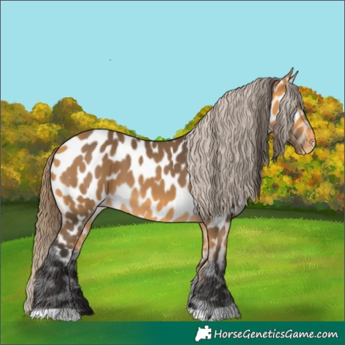 Horse Color:Buckskin Near Leopard 