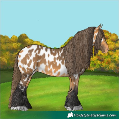 Horse Color:Buckskin Appaloosa 