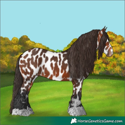 Horse Color:Bay Appaloosa 