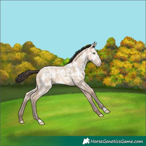 Horse Color:Amber Champagne Ice Dun Rabicano 