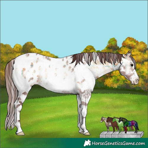 Horse Color:Plaid  Chocolate Brown Onyx Sabino Appaloosa 
