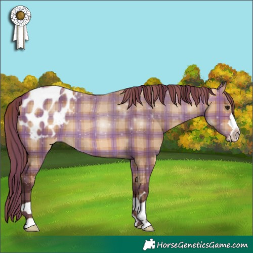 Horse Color:Plaid  Chocolate Bay Dun Appaloosa 
