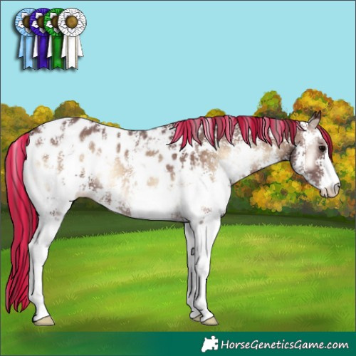 Horse Color:Painted Chocolate Brown Onyx Sabino Appaloosa 