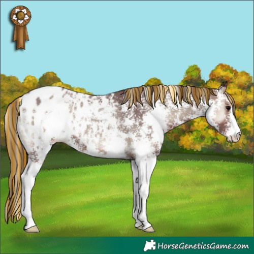 Horse Color:Painted Chocolate Blue Onyx Sabino Appaloosa 