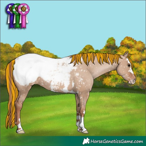 Horse Color:Painted Chocolate Grullo Pearl Appaloosa 