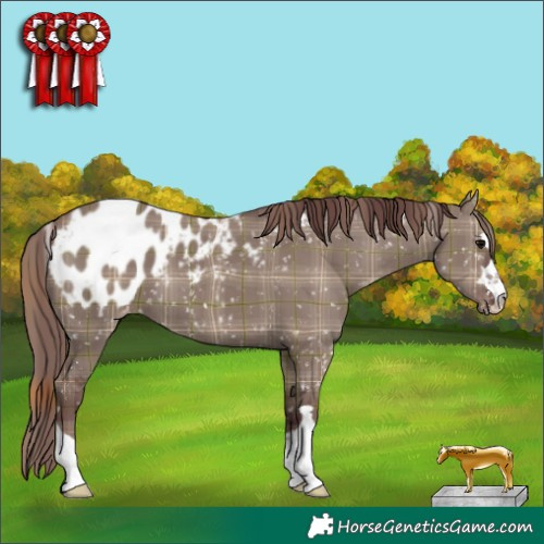 Horse Color:Plaid  Chocolate Grullo Appaloosa 