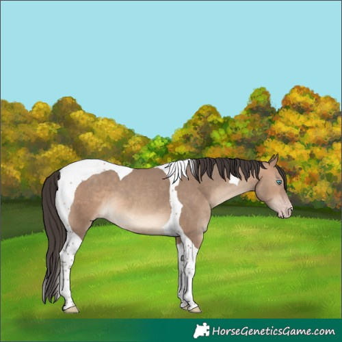 Horse Color:Sable Champagne Tobiano 