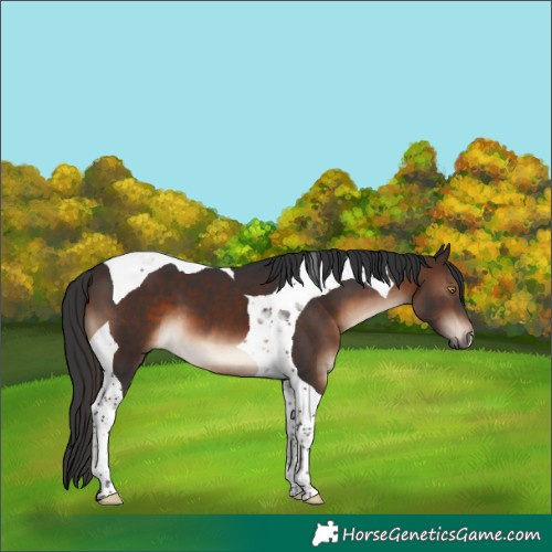 Horse Color:Brown Tobiano 