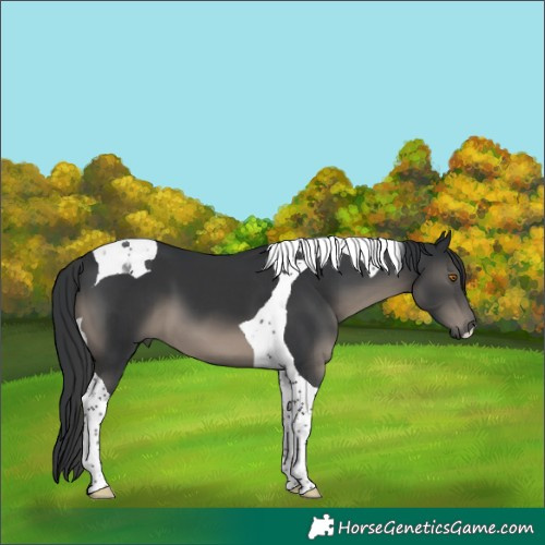 Horse Color:Black Tobiano