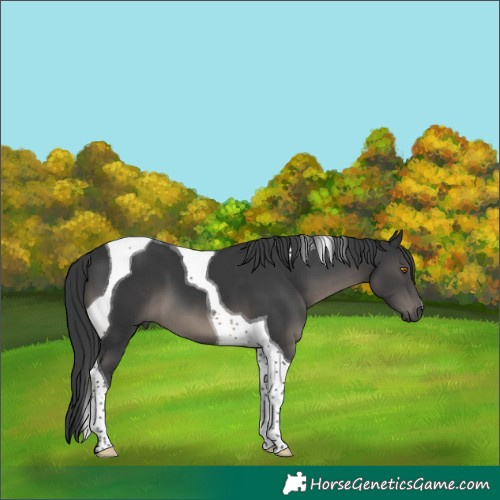 Horse Color:Black Tobiano 