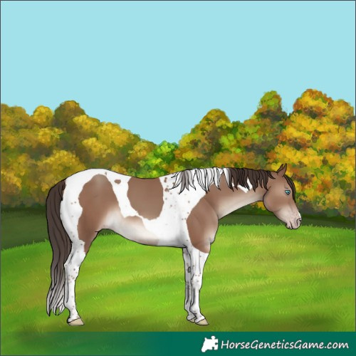 Horse Color:Classic Champagne Tobiano 