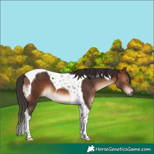 Horse Color:Brown Tobiano 