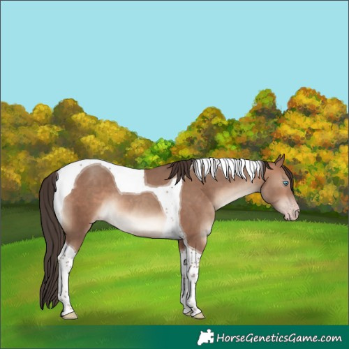 Horse Color:Sable Champagne Tobiano 