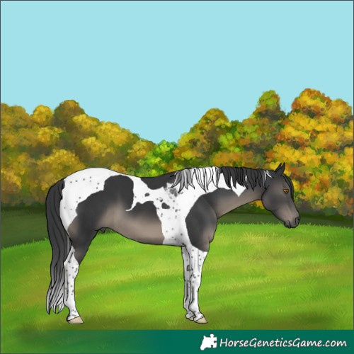 Horse Color:Black Tobiano
