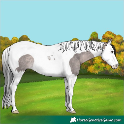 Horse Color:Platinum Brown Dun Splash Tobiano Rabicano 