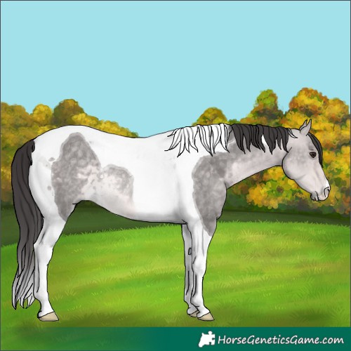 Horse Color:Platinum Buckskin Dun Tobiano Rabicano 
