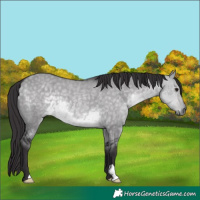 Horse Color:Platinum Buckskin Dun