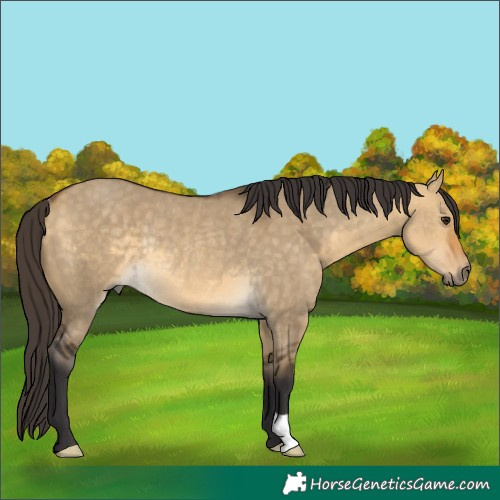 Horse Color:Buckskin Dun Rabicano 