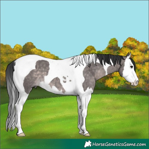 Horse Color:Platinum Brown Dun Splash Tobiano 