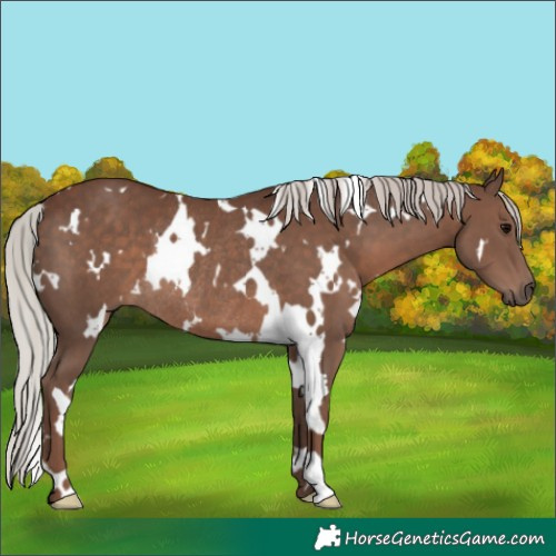 Horse Color:White Spotted Silver Black Rabicano 