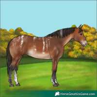 Horse Color:Powder White Bay Rabicano 