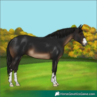 Horse Color:Gray Brown