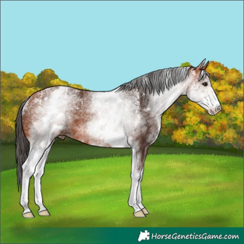 Horse Color:Powder White White Spotted Bay Rabicano 