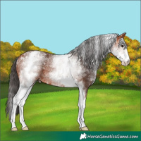 Horse Color:Powder White White Spotted Bay Rabicano 