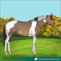 Horse Color:Brown Dun Tobiano