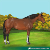 Horse Color:Bay Tobiano
