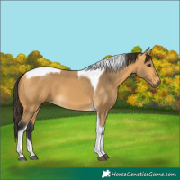 Horse Color:Buckskin Tobiano 